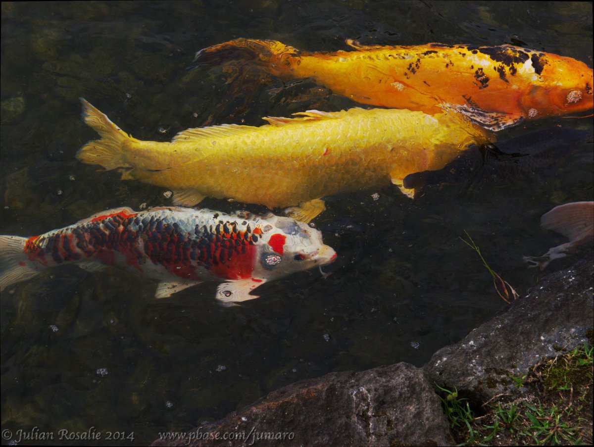 Swimming together