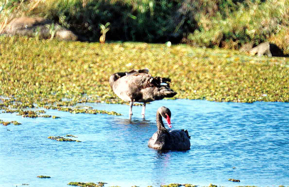  BLACK SWAN . BARGARA LAKES . QUEENSLAND .  AUSTRALIA . 31 . 5 . 2000