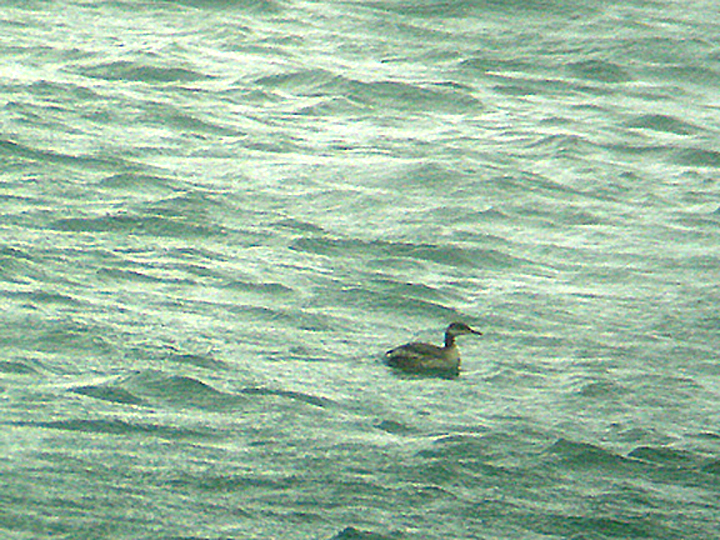 RED NECKED GREBE , BROADSANDS , DEVON , 19 , 1 , 2007