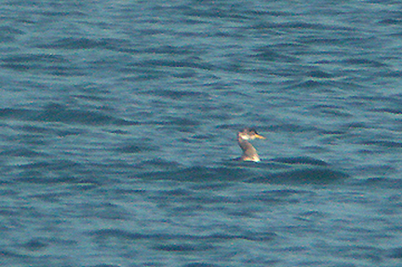 RED NECKED GREBE . BROADSANDS . DEVON . 11 . 12 . 2005