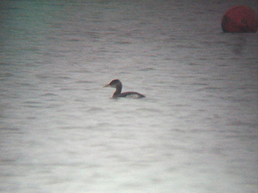 RED NECKED GREBE . EXMOUTH . DEVON . 1 . 1 . 2009
