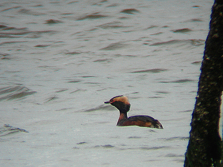 SLAVONIAN GREBE . THE EXE ESTUARY . COCKWOOD . DEVON . 7 . 7 . 2009