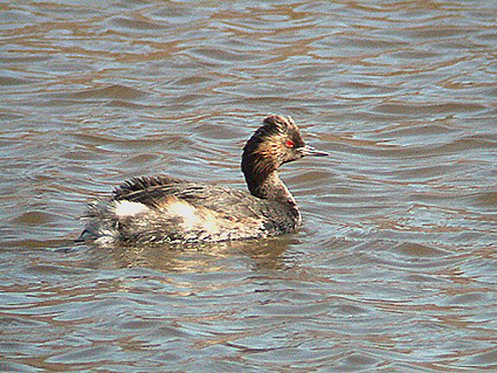  BLACK NECKED GREBE . TURF LOCKS . DEVON 7 . 9 . 2005