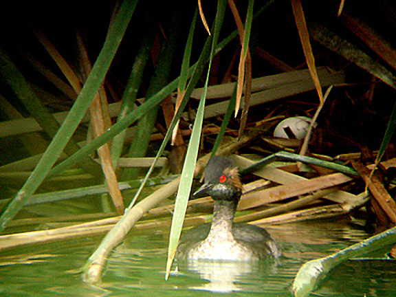 BLACK-NECKED GREBE . THE COALCHELLA BIRD RESERVE . INDIO . CALIFORNIA . U . S . A . 21 . 7 . 2009