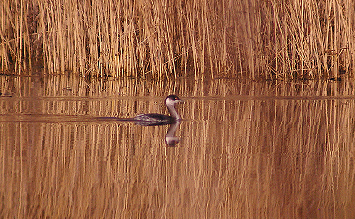 BLACK NECKED GREBE . DAWLISH WARREN . DEVON . 30 . 11 . 2012