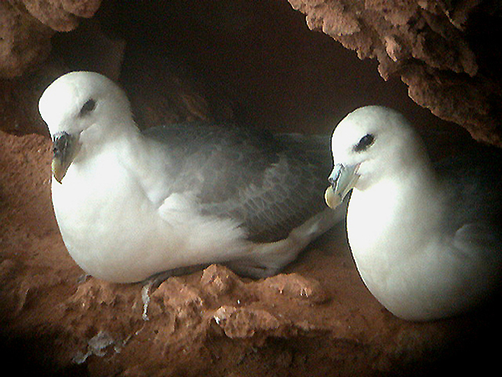FULMAR . BUDLEIGH SALTERTON CLIFFS . DEVON . 7 . 3 . 2005