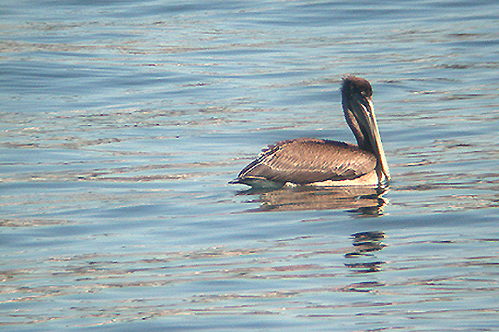 BROWN PELICAN . OCEANSIDE . CALIFORNIA . U . S . A . 16 . 11 . 2004
