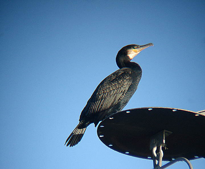 CORMORANT . COUNTESS WEAR SLUDGE BEDS . EXETER . DEVON . ENGLAND . 17 . 12 . 2008