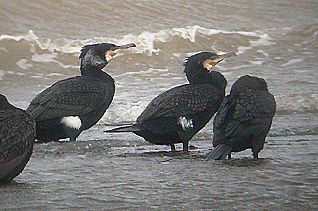 CORMORANT . DAWLISH WARREN . DEVON . ENGLAND . 20 . 2 . 2006
