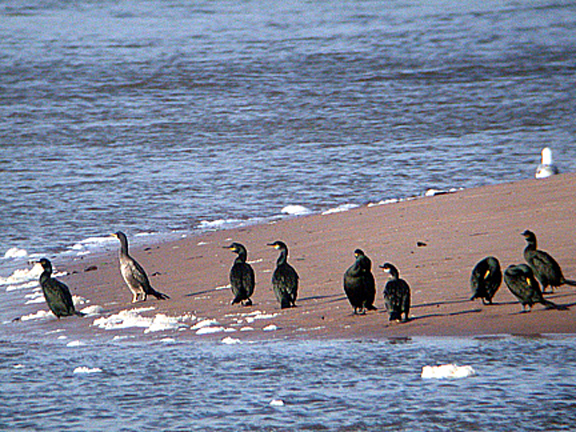 SHAG . DAWLISH WARREN . DEVON . 25 .10 . 04