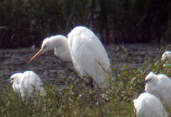GREAT WHITE EGRET . POWDERHAM PARK . DEVON . ENGLAND . 31 8 03