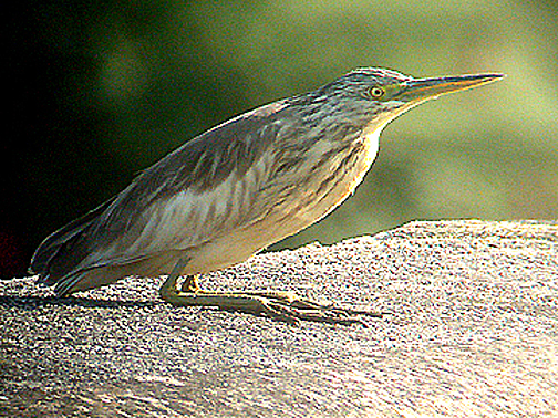 SQUACCO HERON , NEWTON ABBOT , DEVON , 4 , 10 , 2005