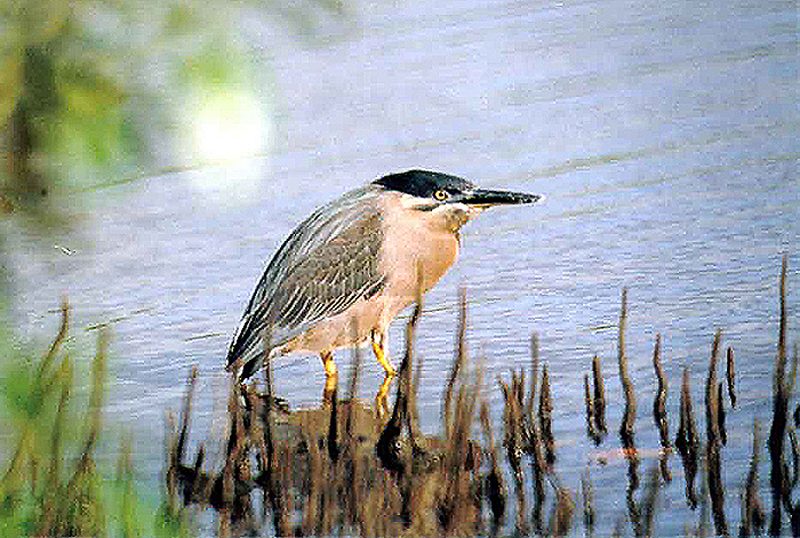 STRIATED HERON . BARGARA . QUEENSLAND . AUSTRALIA . 14 . 6 . 2000 