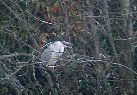 NIGHT HERON . BOWLING GREEN MARSH . TOPSHAM . DEVON . 4 . 4. 2006