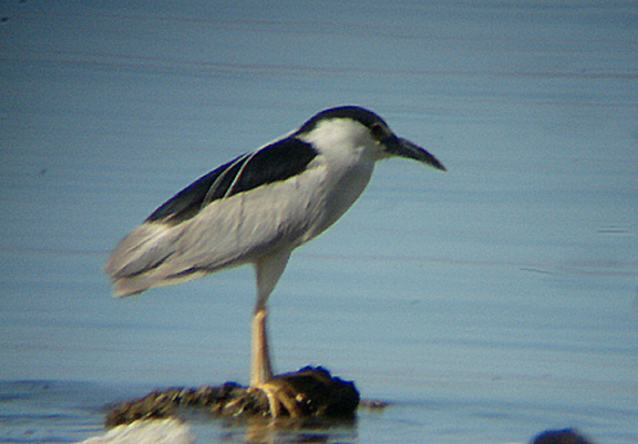 NIGHT HERON . MECCA BEACH . THE SALTON SEA . CALIFORNIA . USA . 19 . 7 . 2009