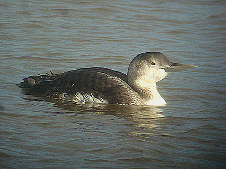 WHITE BILLED DIVER , HALE ESTUARY,HARBOUR , CORNWALL , 1 , 3 , 2007