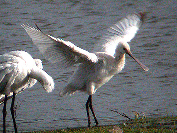 SPOONBILL . BOWLING GREEN MARSH . TOPSHAM . DEVON . ENGLAND . 14 / 11 / 2002 