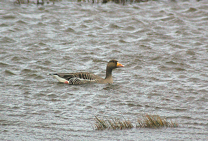 GREYLAG GOOSE . BOWLING GREEN MARSH . TOPSHAM . DEVON . ENGLAND . 22 . 11 . 2012