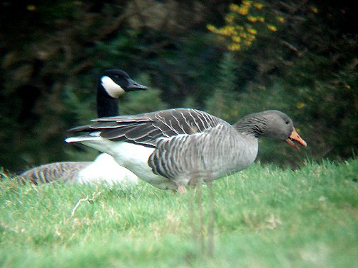GREYLAG GOOSE . DRIFT RESERVOIR . CORNWALL . ENGLAND . 2 . 1 . 2009