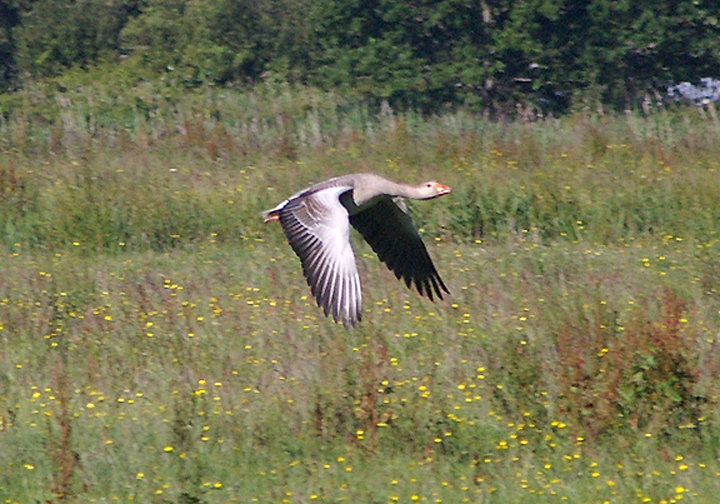 GREYLAG GOOSE . EXMINSTER MARSH . DEVON . ENGLAND . 20 . 6 . 2010