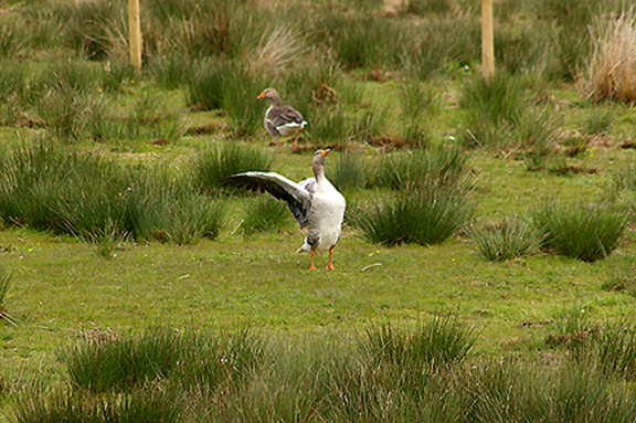GREYLAG GOOSE . THE MATFORD MARSHES . EXETER . DEVON . ENGLAND . 25 . 4 . 2010