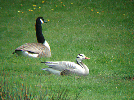 BAR HEADED GOOSE . BOWLING GREEN MARSH . TOPSHAM . DEVON . ENGLAND . 24 . 5 . 2007