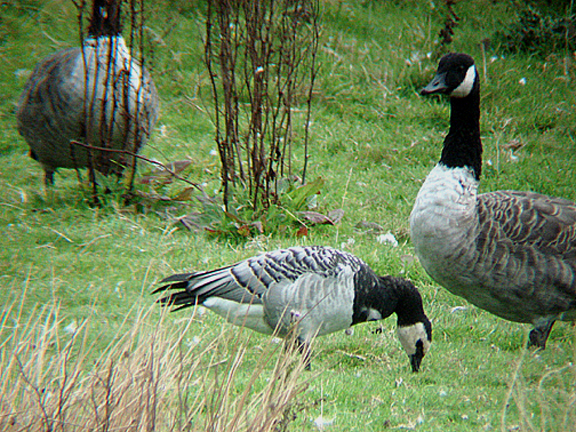 BARNACLE GOOSE . BOWLING GREEN MARSH . TOPSHAM . DEVON . ENGLAND . 5 . 9 . 2007