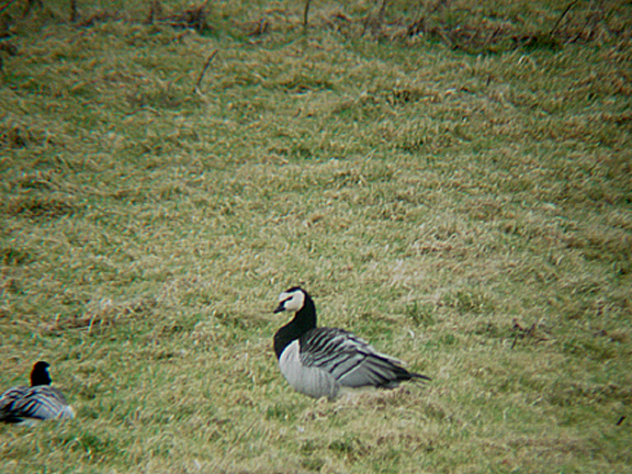 BARNACLE GOOSE . SLIMBRIDGE WWT . GLOUCESTERSHIRE . ENGLAND . 25 . 2 . 2009