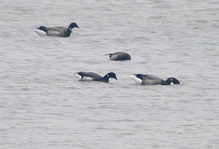 BLACK BRANT . DAWLISH WARREN . DEVON . ENGLAND . 28 . 9 . 2013