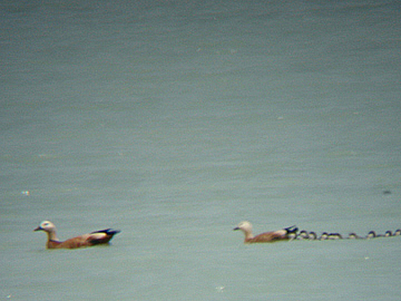 RUDDY SHELDUCK . LAKE VAN . TURKEY . 13 . 5 . 2007