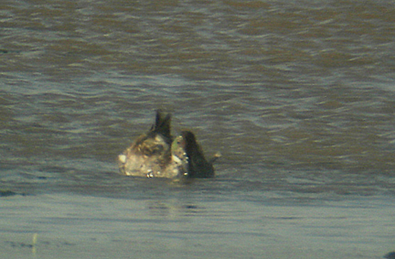 FALCATED DUCK ( 1st winter ) , THE EXE ESTUARY , EXMOUTH , DEVON , ENGLAND . 23 , 11 , 2006 