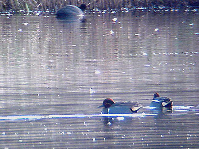 GREEN WINGED TEAL . BOWLING GREEN MARSH . TOPSHAM . DEVON . ENGLAND . 31 . 1 . 2007