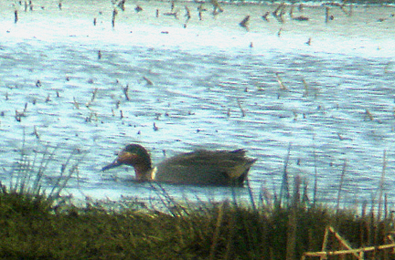GREEN-WINGED TEAL . EXMINSTER MARSH . DEVON . ENGLAND . 19 . 1 . 2007