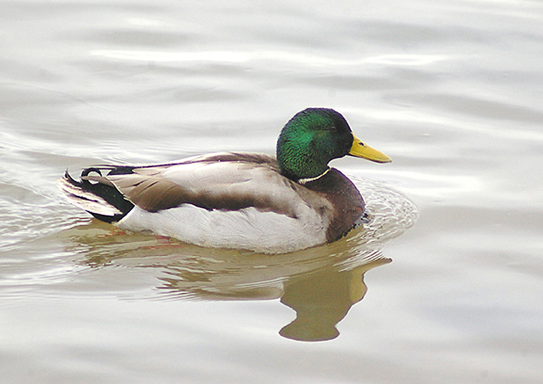 MALLARD . THE AXE ESTUARY . DEVON . ENGLAND . 3 . 1 . 2013