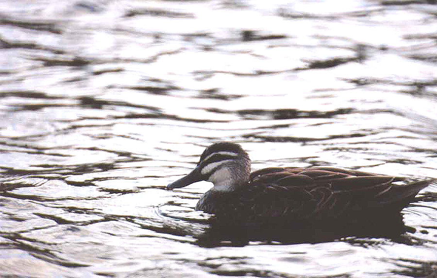 PACIFIC BLACK DUCK . MAROOCHYDORE .  QUEENSLAND .  AUSTRALIA . 22 . 5 . 2000