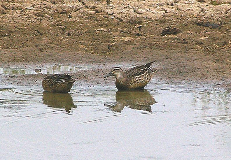 GARGANEY . BOWLING GREEN MARSH . TOPSHAM . DEVON . ENGLAND . 18 . 8 . 2010 