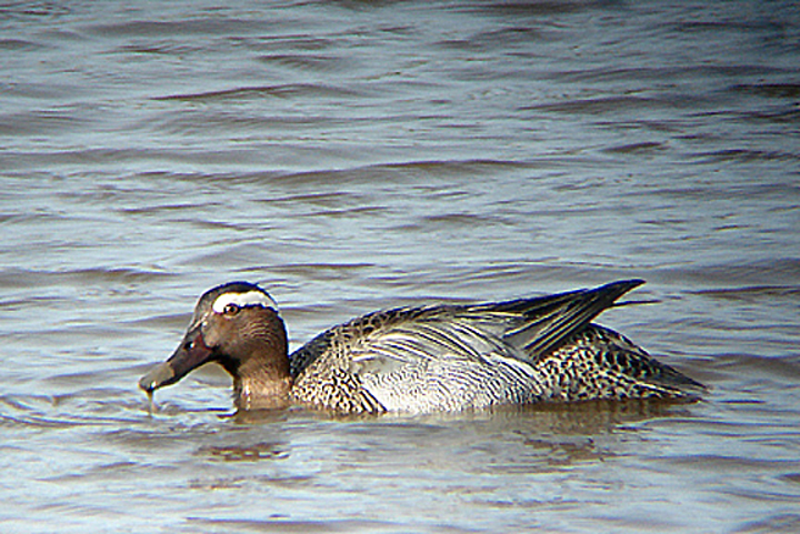 GARGANEY . BOWLING GREEN MARSH . TOPSHAM . DEVON . ENGLAND . 21 . 4 . 2009