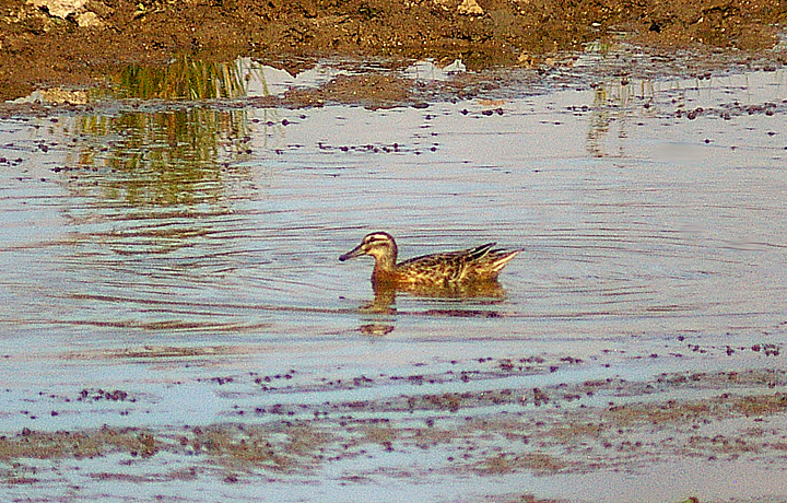 GARGANEY . BOWLING GREEN MARSH . TOPSHAM . DEVON . ENGLAND . 30 . 8 . 2013