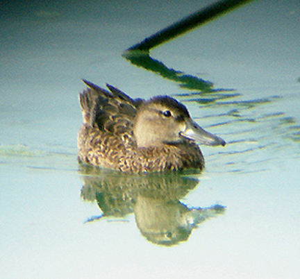 BLUE WINGED TEAL , THE COACHELLA BIRD RESERVE , INDIO , CALIFORNIA , U.S.A . 25 , 7 , 2009