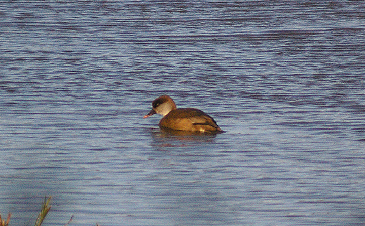 RED - CRESTED POCHARD ( Female ) . BOWLING GREEN MARSH . TOPSHAM . DEVON . ENGLAND . 27 . 10 . 2012