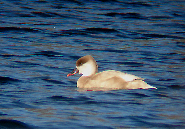 RED - CRESTED POCHARD . BEESANDS LEY . DEVON . ENGLAND . 6 . 2 . 2008
