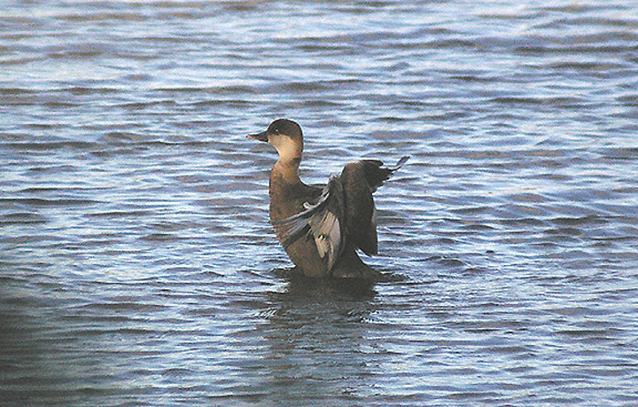 RED-CRESTED POCHARD ( Female ) . BOWLING GREEN MARSH . TOPSHAM . DEVON . ENGLAND . 27 . 10 . 2012