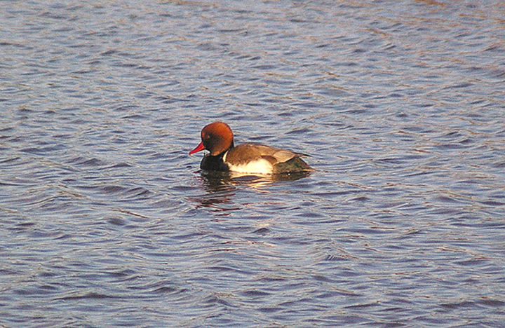 RED-CRESTED POCHARD ( Male ) . BOWLING GREEN MARSH . TOPSHAM . DEVON . ENGLAND . 27 . 10 . 2012