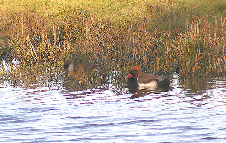 RED-CRESTED POCHARD . BOWLING GREEN MARSH . TOPSHAM . DEVON . ENGLAND . 27 . 10 . 2012