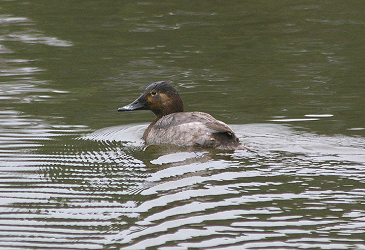 POCHARD ( Female ) . STOVER PARK . DEVON . ENGLAND . 9 . 2 . 2011