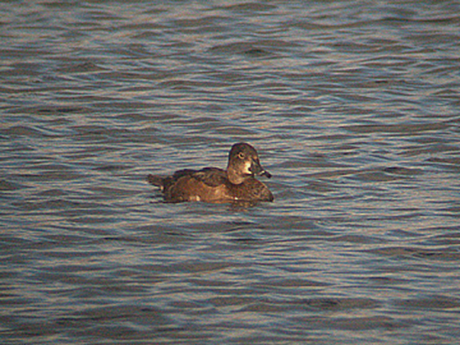 RING NECKED DUCK , YELLAND POWER STATION , DEVON , 9 , 11