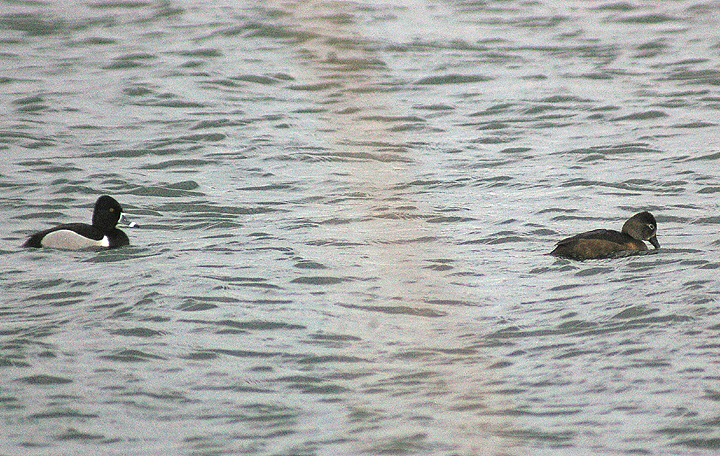 RING NECKED DUCK . SLAPTON LEY . DEVON . ENGLAND . 7 . 4 . 2013