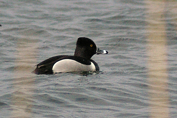 RING NECKED DUCK . SLAPTON LEY . DEVON . 7 . 4 . 2013