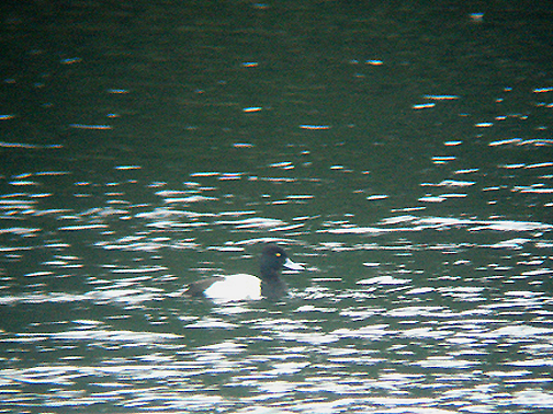 LESSER SCAUP , STOURHEAD NT , WILTSHIRE , ENGLAND . 28 , 2 , 2008