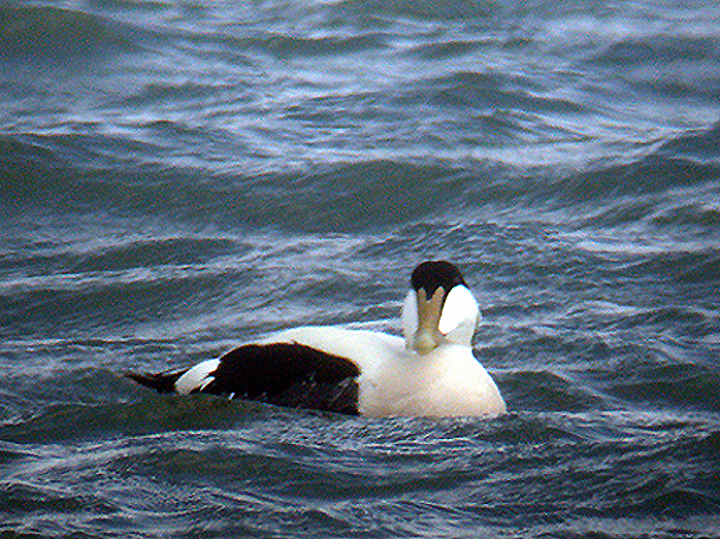 EIDER . DAWLISH WARREN . DEVON . ENGLAND . 26 / 4 / 2003